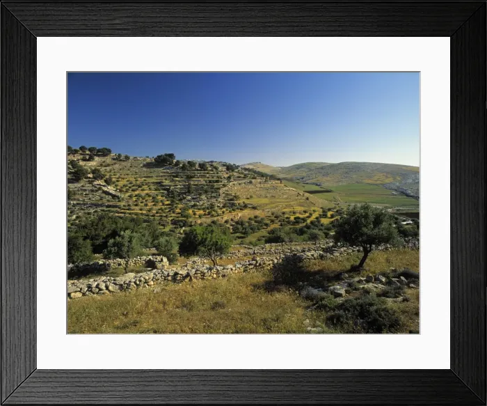 Framed Print : Shepherds Fields Framed Print : Shepherds Fields