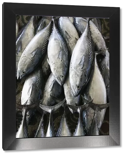 Oman, Muscat, Mutrah, Mutrah Fish Market- Fish from the Arabian Gulf