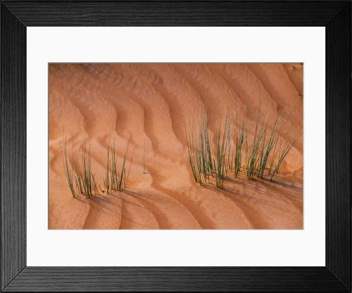 Framed Print : Tufts of grass exist precariously amongst the shifting sand dunes Framed Print : Tufts of grass exist precariously amongst the shifting sand dunes