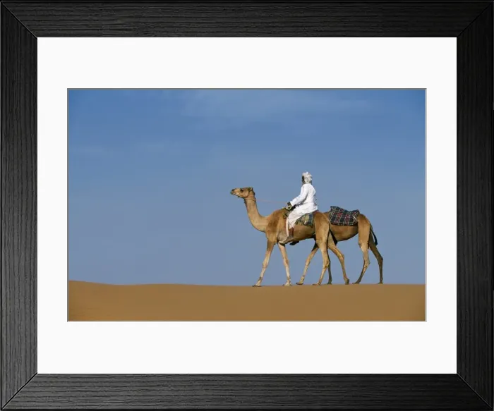 Framed Print : A Bedu rides his camel along the crest of a sand dune in the desert Framed Print : A Bedu rides his camel along the crest of a sand dune in the desert