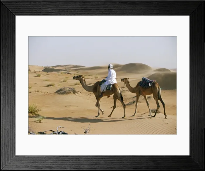 Framed Print : A Bedu rides his camel amongst the sand dunes in the desert Framed Print : A Bedu rides his camel amongst the sand dunes in the desert