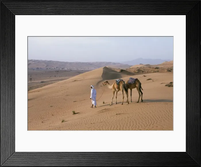 Framed Print : A Bedu leads his camels through the sand dunes in the desert Framed Print : A Bedu leads his camels through the sand dunes in the desert