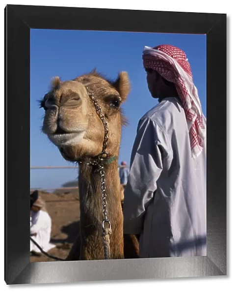 A racing camel waits its turn at Al Shariq race track