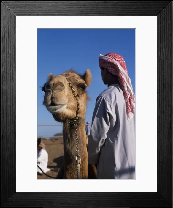 Framed Print : A racing camel waits its turn at Al Shariq race track Framed Print : A racing camel waits its turn at Al Shariq race track