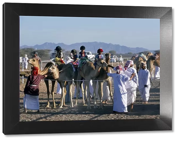 Arab camel handlers lead camels and jockeys into line