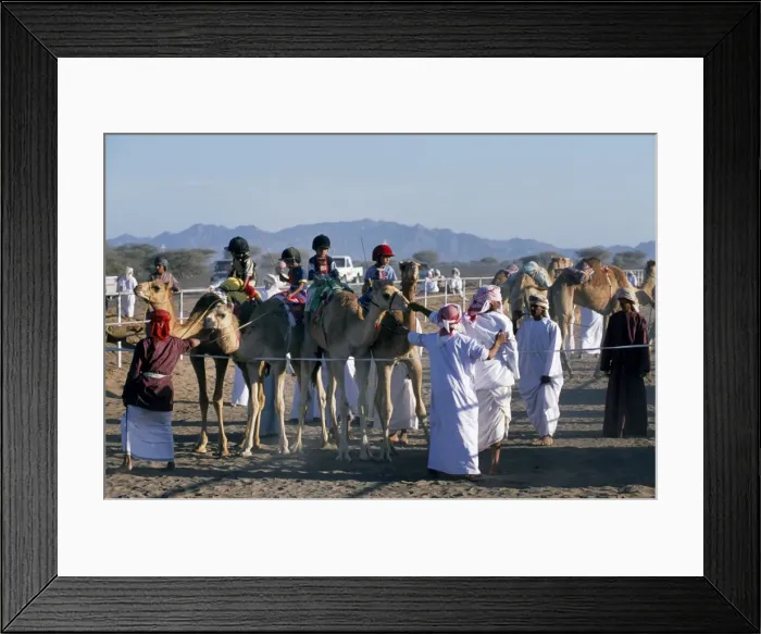 Framed Print : Arab camel handlers lead camels and jockeys into line