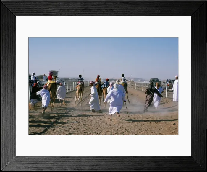 Framed Print : To the excited shouts and stick waving of their camel handlers Framed Print : To the excited shouts and stick waving of their camel handlers