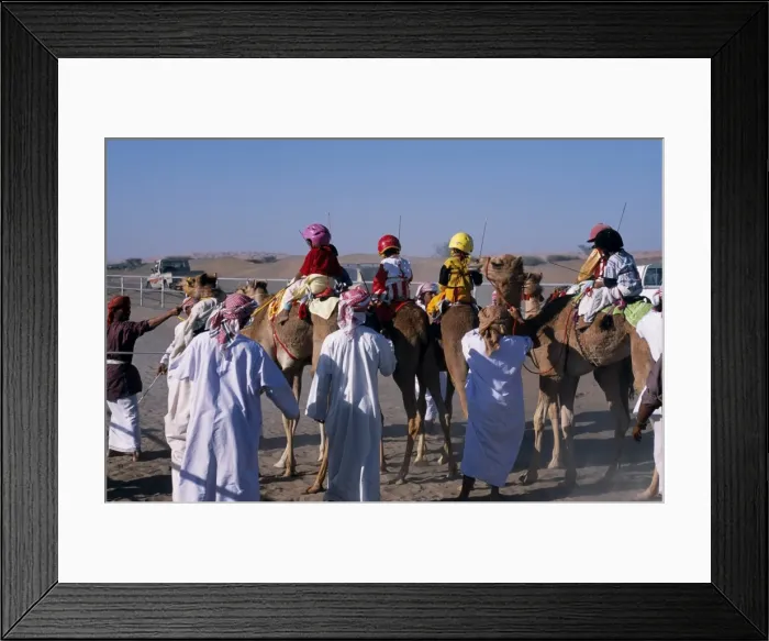Framed Print : Jockeys and camels line up at the start of a race Framed Print : Jockeys and camels line up at the start of a race