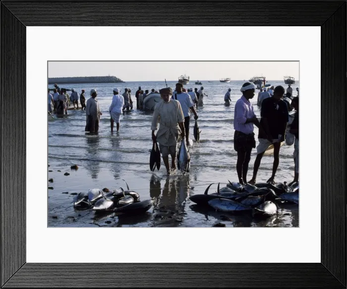Framed Print : Fishermen off-load their catch onto the beach at Sur Framed Print : Fishermen off-load their catch onto the beach at Sur