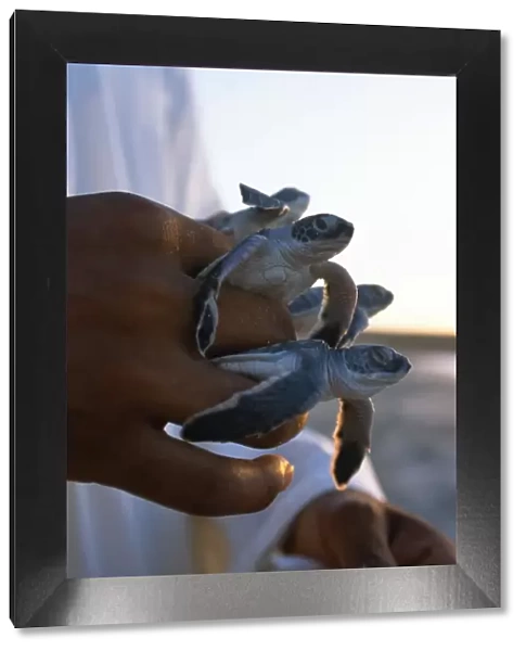 A warden holds baby green turtles which he has picked