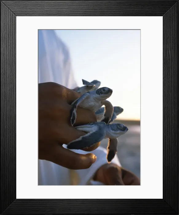 Framed Print : A warden holds baby green turtles which he has picked Framed Print : A warden holds baby green turtles which he has picked