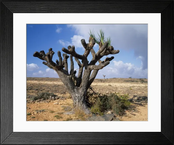 Framed Print : Tree on Jebel al Qamar, west of Salalah Framed Print : Tree on Jebel al Qamar, west of Salalah