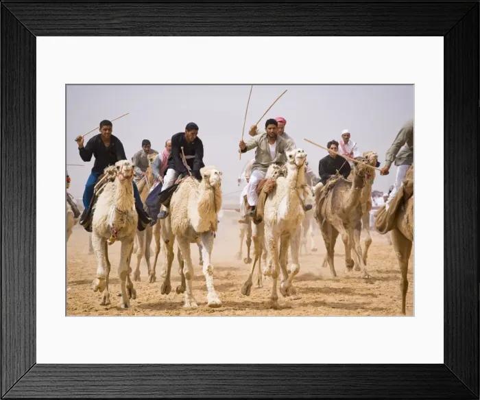 Framed Print : A race-winning camel in the paddock at Palmyra as storm clouds gather