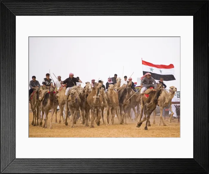 Framed Print : A race-winning camel in the paddock at Palmyra as storm clouds gather Framed Print : A race-winning camel in the paddock at Palmyra as storm clouds gather