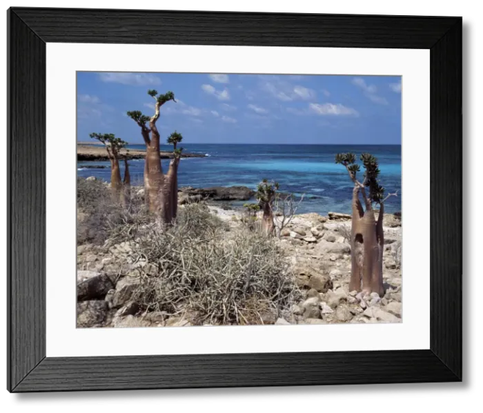 Framed Print : Socotra Island is about 87 miles long and between 25 Framed Print : Socotra Island is about 87 miles long and between 25