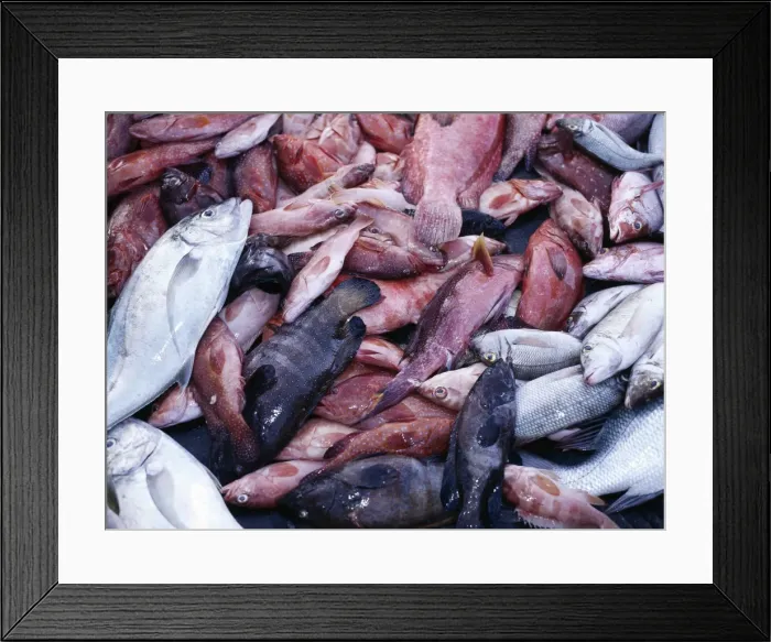 Framed Print : The brightly-coloured catch of fishermen at Sekra Framed Print : The brightly-coloured catch of fishermen at Sekra