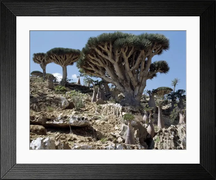 Framed Print : Endemic Dragons Blood Trees Framed Print : Endemic Dragons Blood Trees