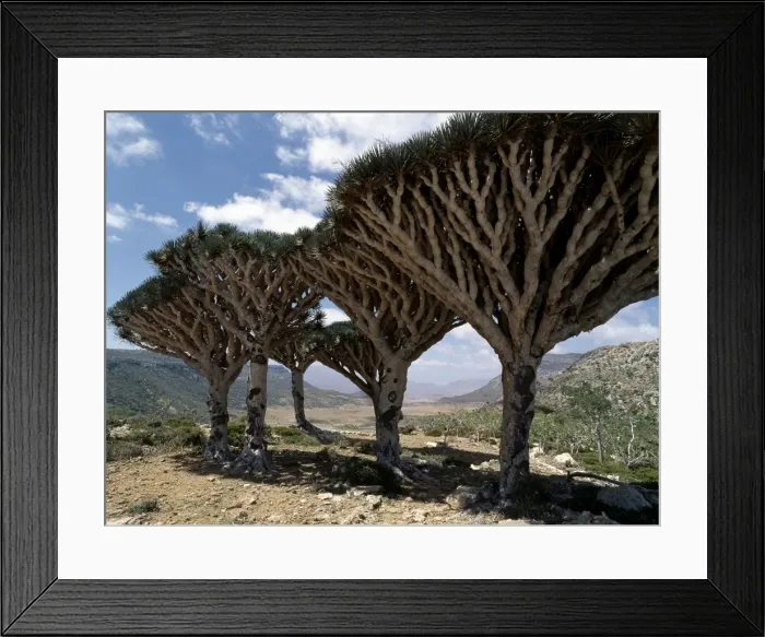 Framed Print : Endemic Dragons Blood Trees Framed Print : Endemic Dragons Blood Trees