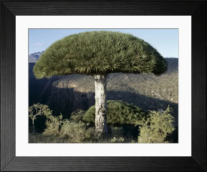 Framed Print : Umbrella-shaped Dragons Blood Trees Framed Print : Umbrella-shaped Dragons Blood Trees