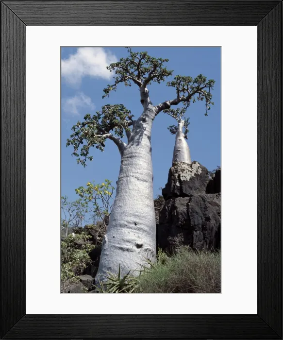 Framed Print : A Cucumber tree Framed Print : A Cucumber tree