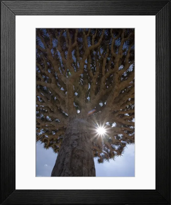 Framed Print : Dragonblood tree (Dracaena Cinnabari) Framed Print : Dragonblood tree (Dracaena Cinnabari)