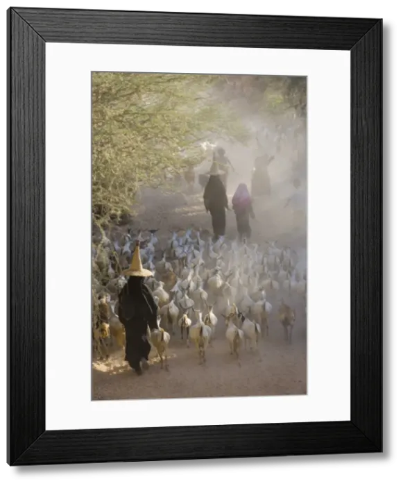 Framed Print : Goat herder Framed Print : Goat herder