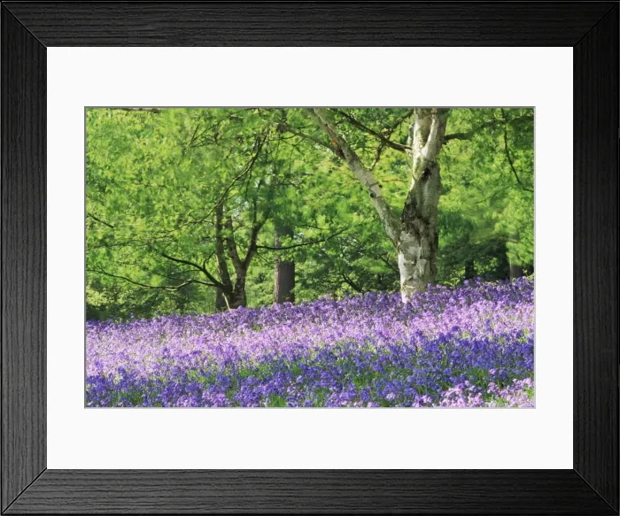Framed Print : Bluebells in woods Framed Print : Bluebells in woods