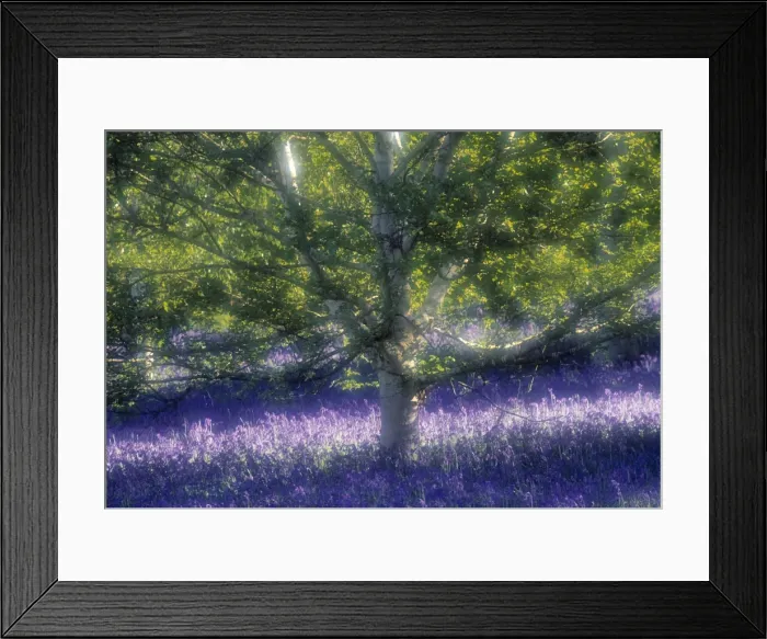Framed Print : Bluebell and Silver Birch Framed Print : Bluebell and Silver Birch