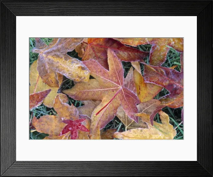 Framed Print : Frosted leaves Framed Print : Frosted leaves