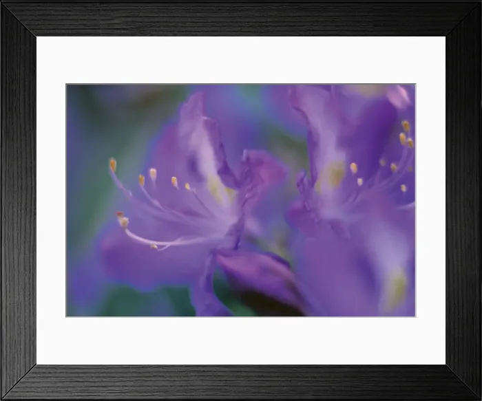 Framed Print : Azalia