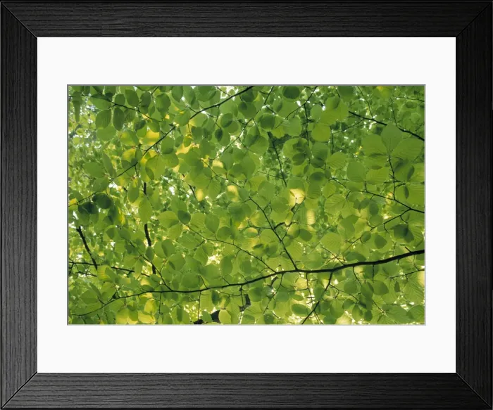 Framed Print : Beech Leaves Framed Print : Beech Leaves