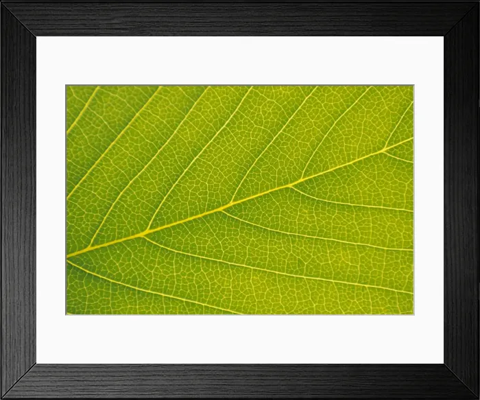 Framed Print : Veins of Leaf Framed Print : Veins of Leaf