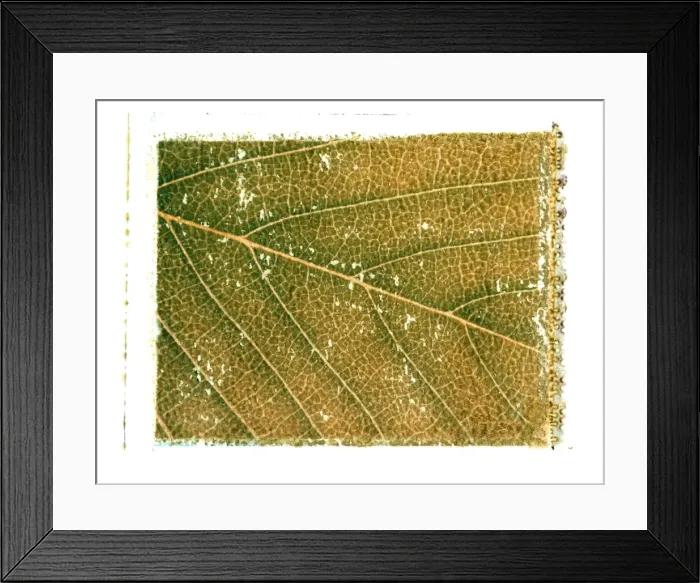 Framed Print : Viens of a leaf Framed Print : Viens of a leaf
