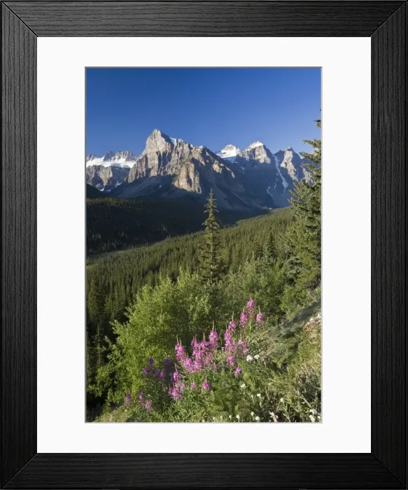Framed Print : Wildflowers and Valley of 10 Peaks (Wenkchemna Peaks) at sunrise