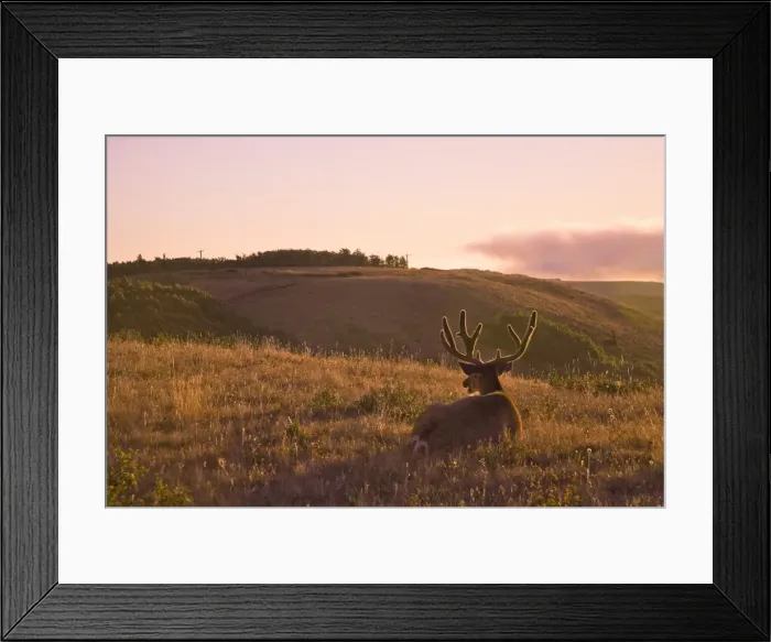 Framed Print : Mule Deer, Waterton Lakes National Park, Alberta, Rockies, Canada