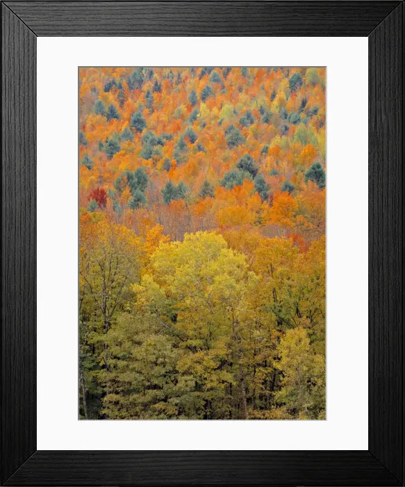 Framed Print : Fall Foliage Framed Print : Fall Foliage