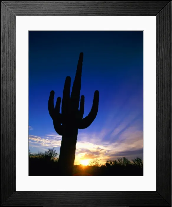 Framed Print : Saguaro National Park / Cactus / Sunset Framed Print : Saguaro National Park / Cactus / Sunset