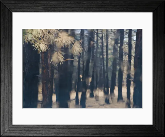 Framed Print : Forest, Colorado Framed Print : Forest, Colorado