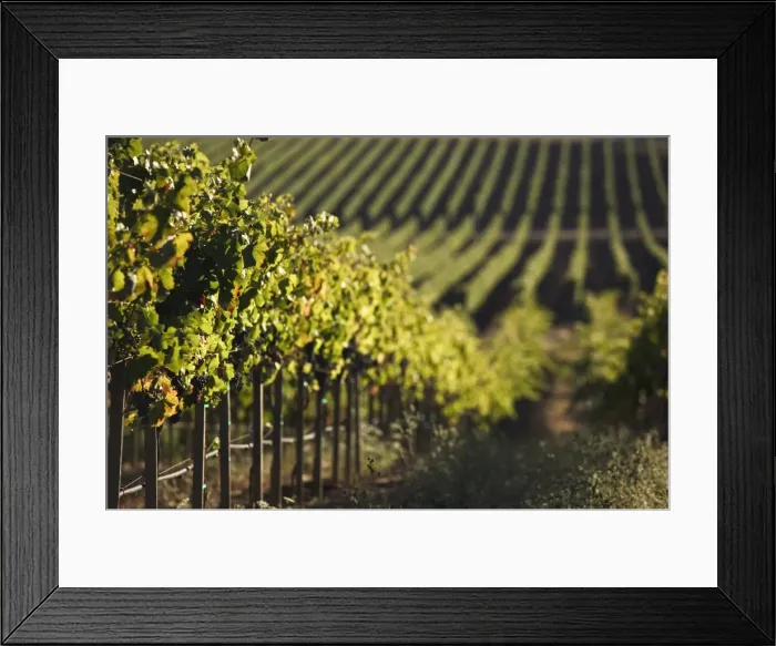 Framed Print : USA, California, Napa Valley, Napa, Vineyard Framed Print : USA, California, Napa Valley, Napa, Vineyard