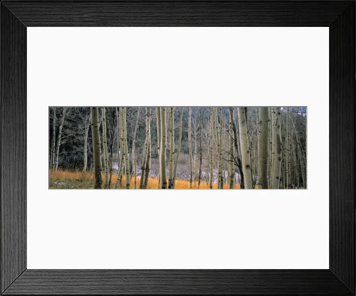 Framed Print : Aspen trees