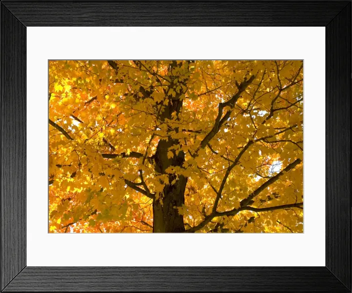Framed Print : Autumn Leaves Framed Print : Autumn Leaves
