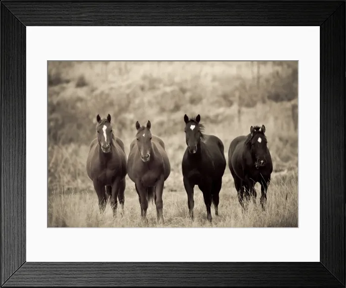 Framed Print : Horses, Montana Framed Print : Horses, Montana