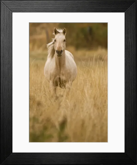 Framed Print : Horse, Montana, USA Framed Print : Horse, Montana, USA