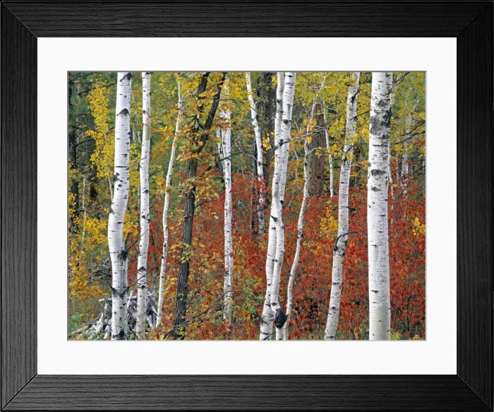 Framed Print : Autumn Foliage Framed Print : Autumn Foliage