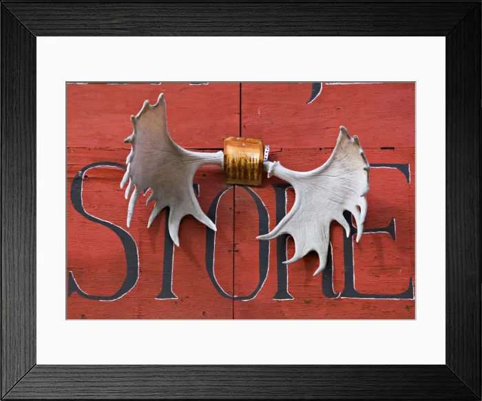 Framed Print : Moose antlers Framed Print : Moose antlers