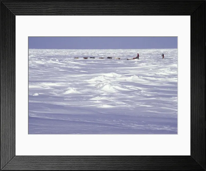 Framed Print : Musher and dog team on frozen Chukchi Sea Framed Print : Musher and dog team on frozen Chukchi Sea