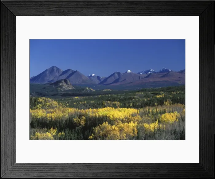 Framed Print : Fall colours over Denali National Park Framed Print : Fall colours over Denali National Park