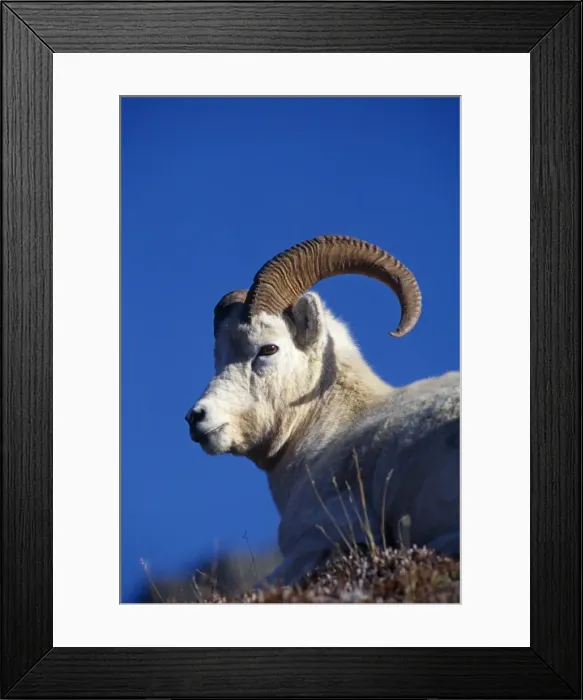 Framed Print : USA, Alaska, Denali National Park Framed Print : USA, Alaska, Denali National Park