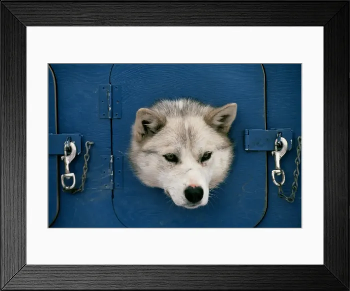 Framed Print : A husky looks out of its mobile kennel at the start Framed Print : A husky looks out of its mobile kennel at the start