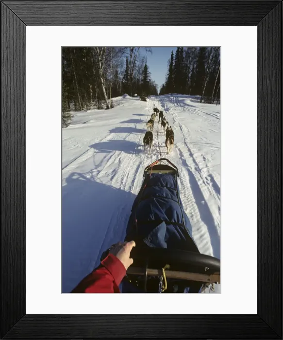 Framed Print : View from the back of a dogsled Framed Print : View from the back of a dogsled